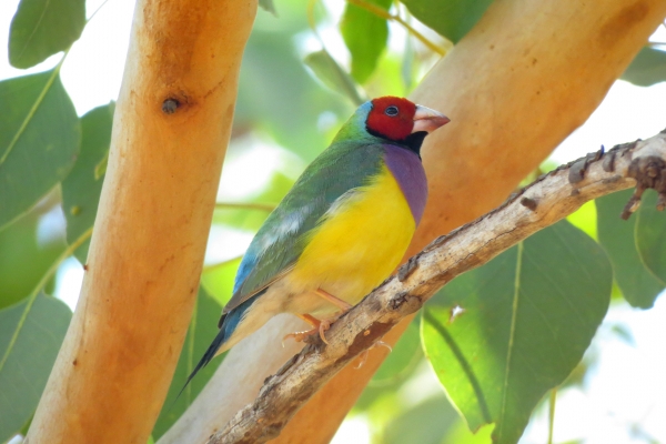 gallery-gouldian-finch-red-face5915B364-0E9C-F1C4-2CA8-2BED5B3E5F66.jpg