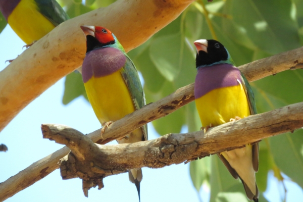 gallery-gouldian-finches93CBE75C-77E8-F5BA-C920-902744211C84.jpg