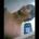 raffaele42brigg's Avatar